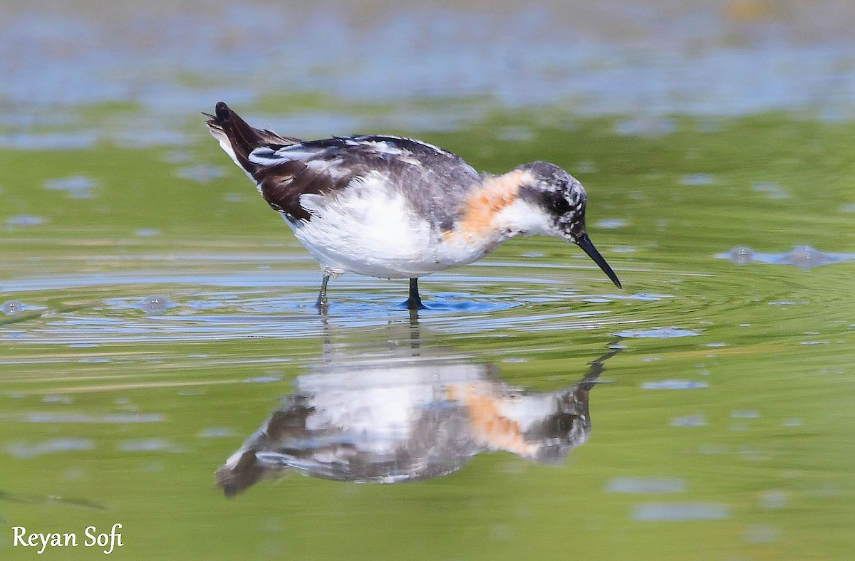 Red-necked Phalarope - ML361877611