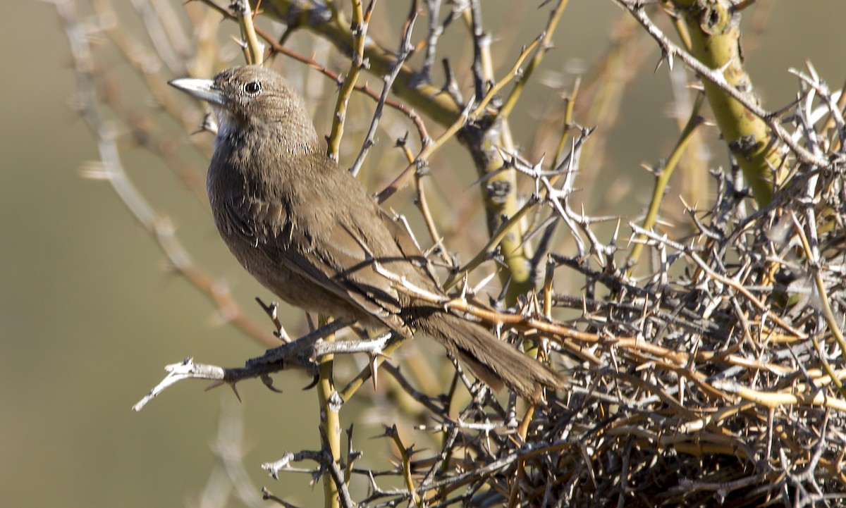 White-throated Cacholote - ML361878031