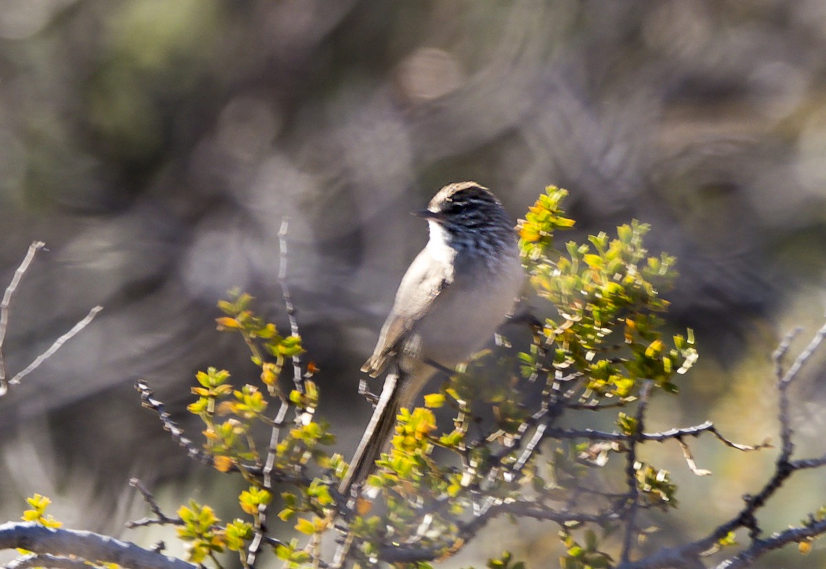 Plain-mantled Tit-Spinetail - ML361878081