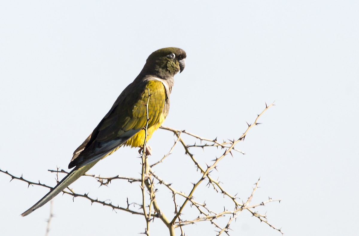 Conure de Patagonie - ML361878141