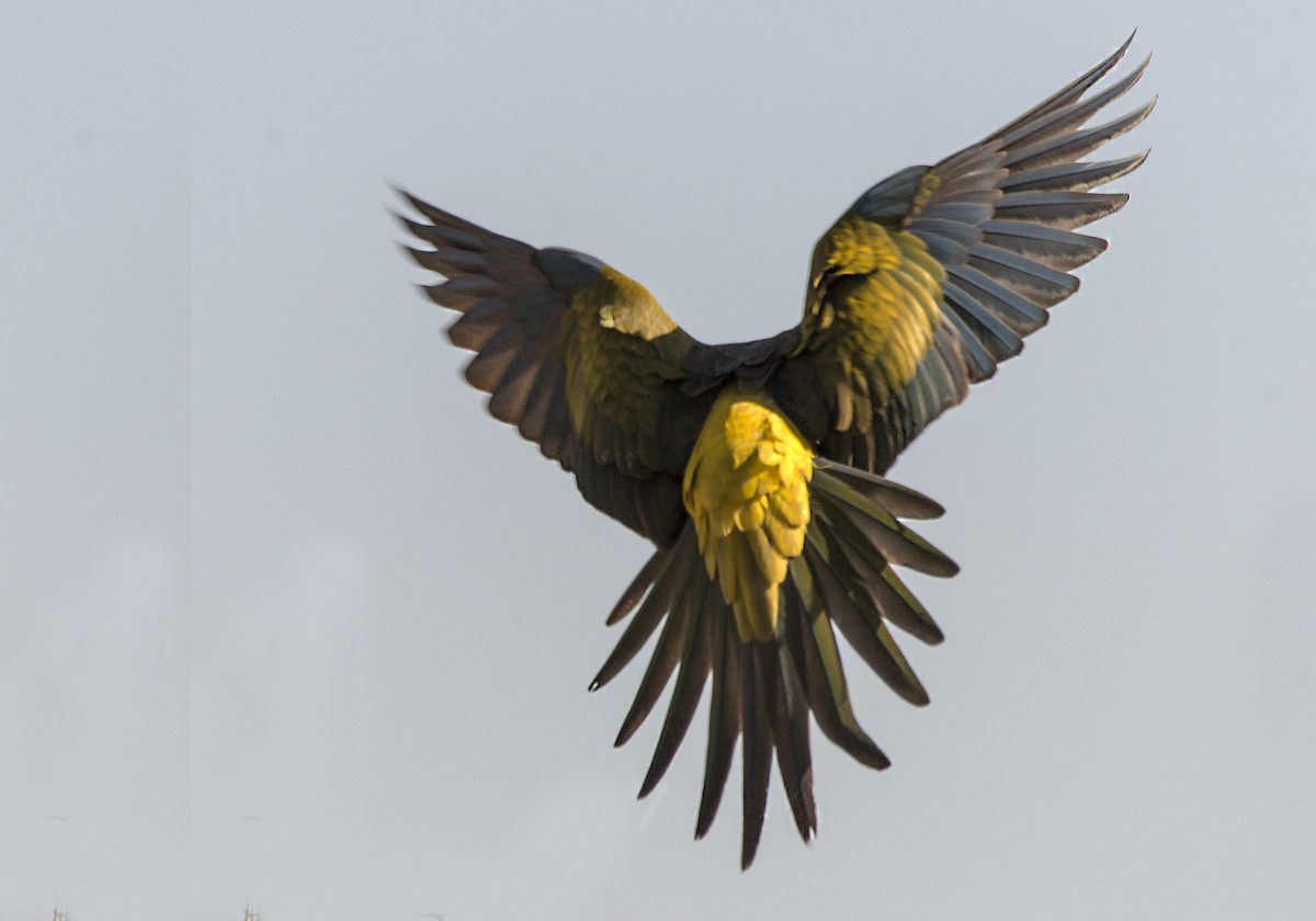 Burrowing Parakeet - Williams Daniel Nuñez