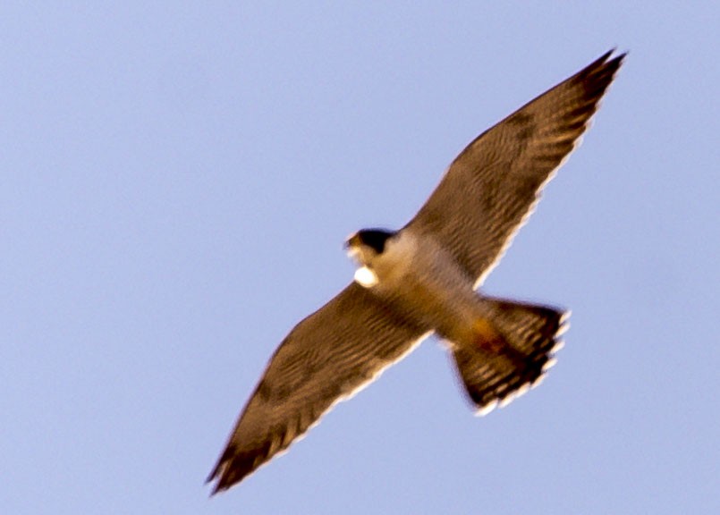 Peregrine Falcon - ML361878311