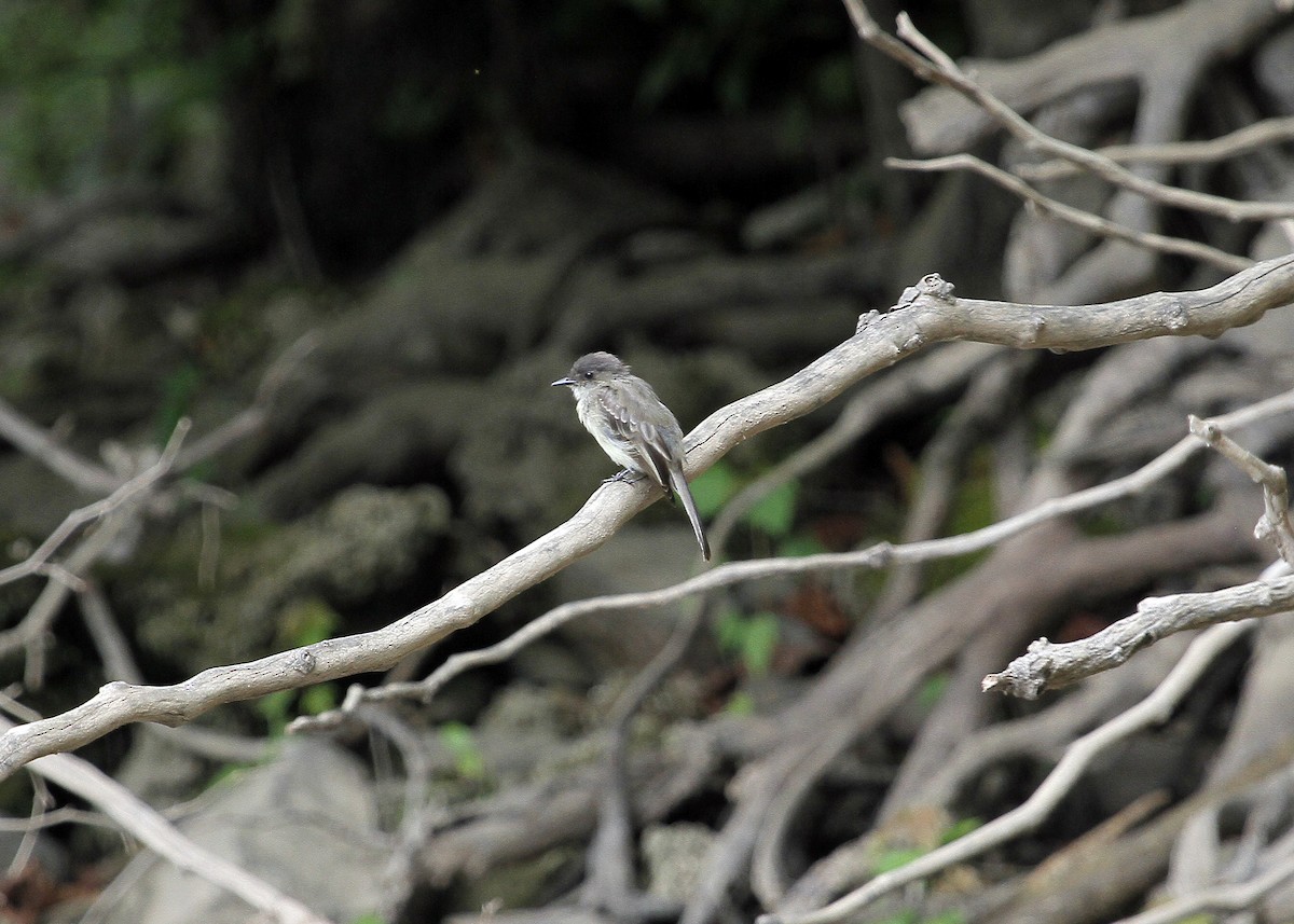 Eastern Phoebe - N. Wade Snyder