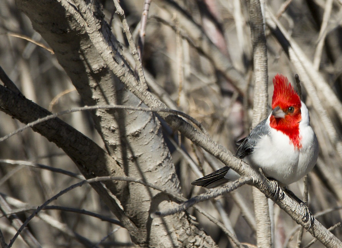 Red-crested Cardinal - Williams Daniel Nuñez