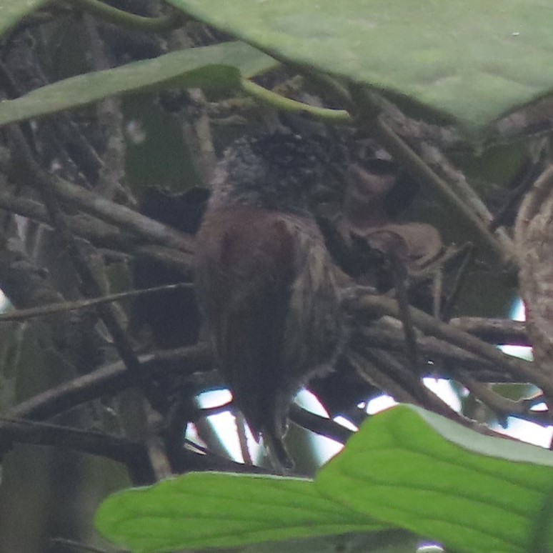 Ecuadorian Piculet - Emily Larson