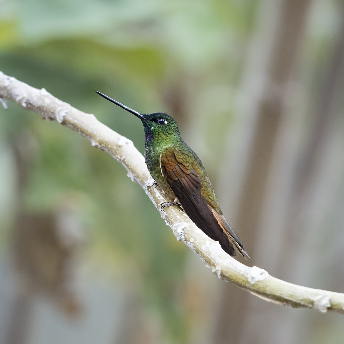 Violet-throated Starfrontlet - Peter Hawrylyshyn