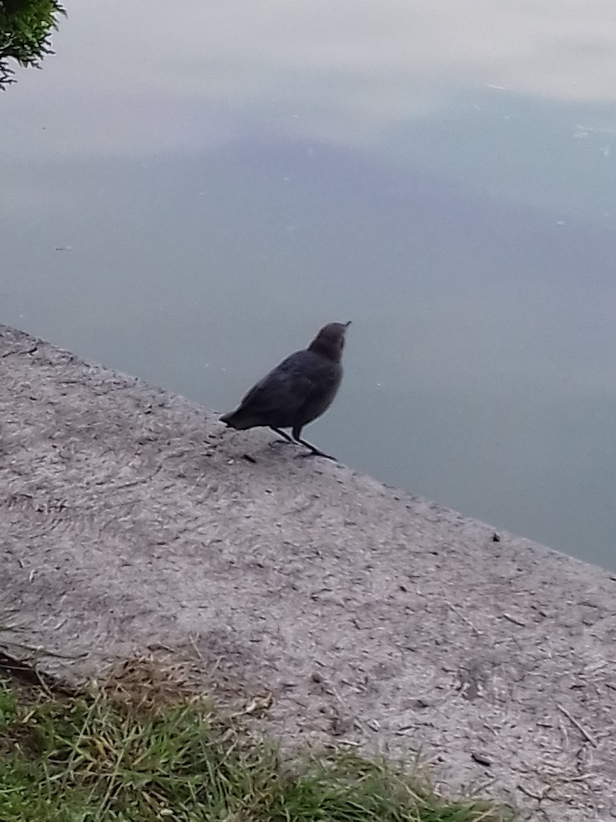 Great-tailed Grackle - ML36188171