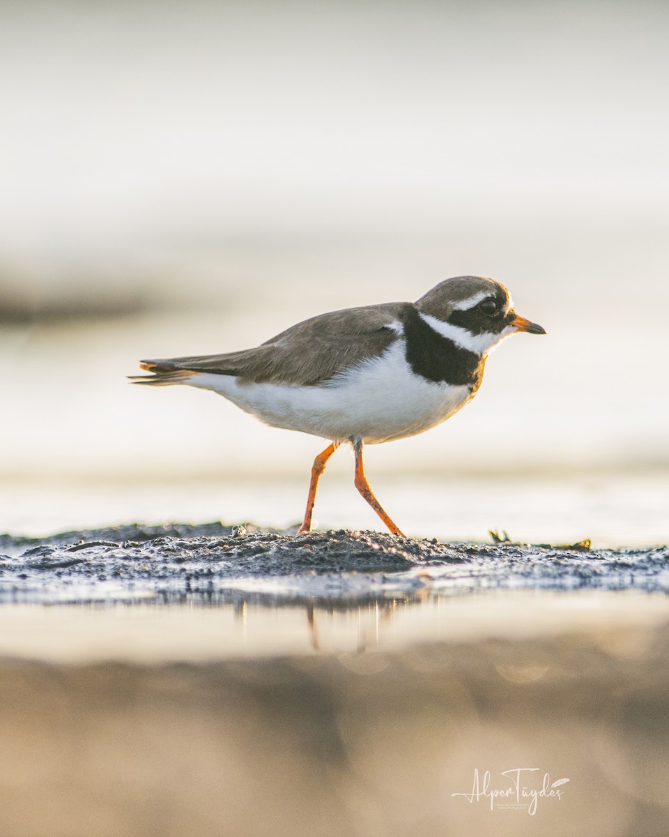 Common Ringed Plover - ML361882501