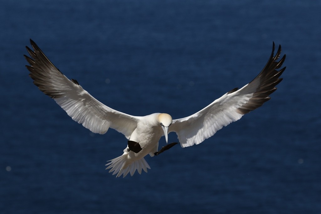 Northern Gannet - Maurice Raymond