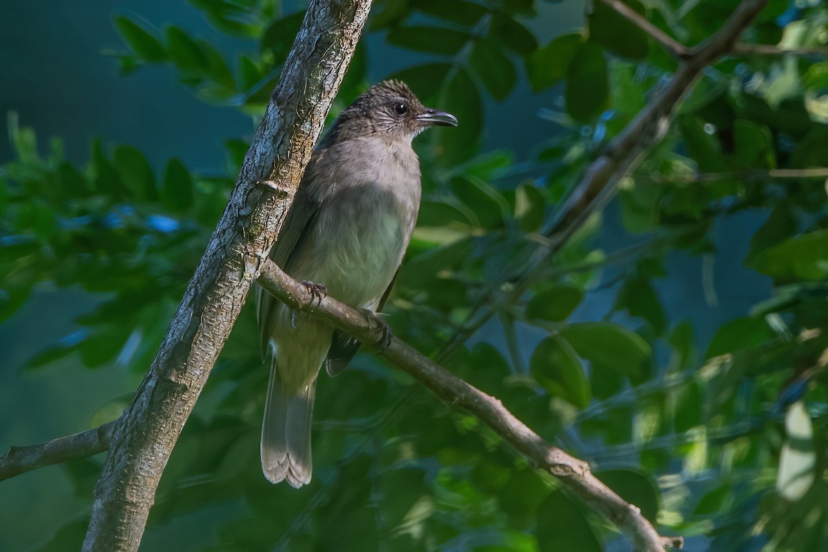 Ashy-fronted Bulbul - Ngoc Sam Thuong Dang