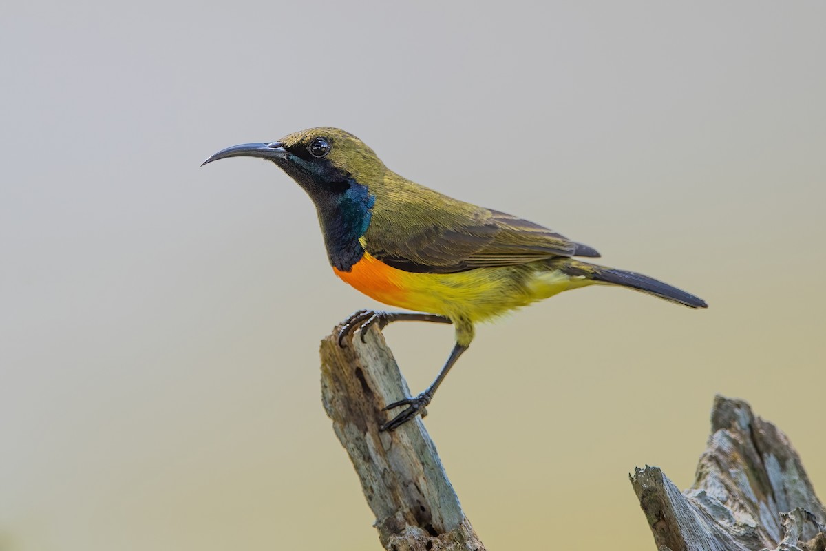 Palawan Sunbird - Ngoc Sam Thuong Dang