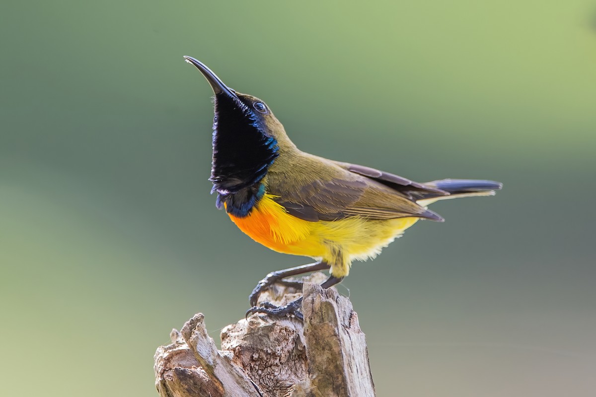 Palawan Sunbird - Ngoc Sam Thuong Dang