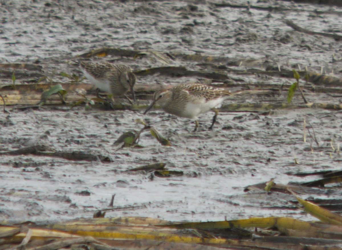 Орог элсэг - ML361885551