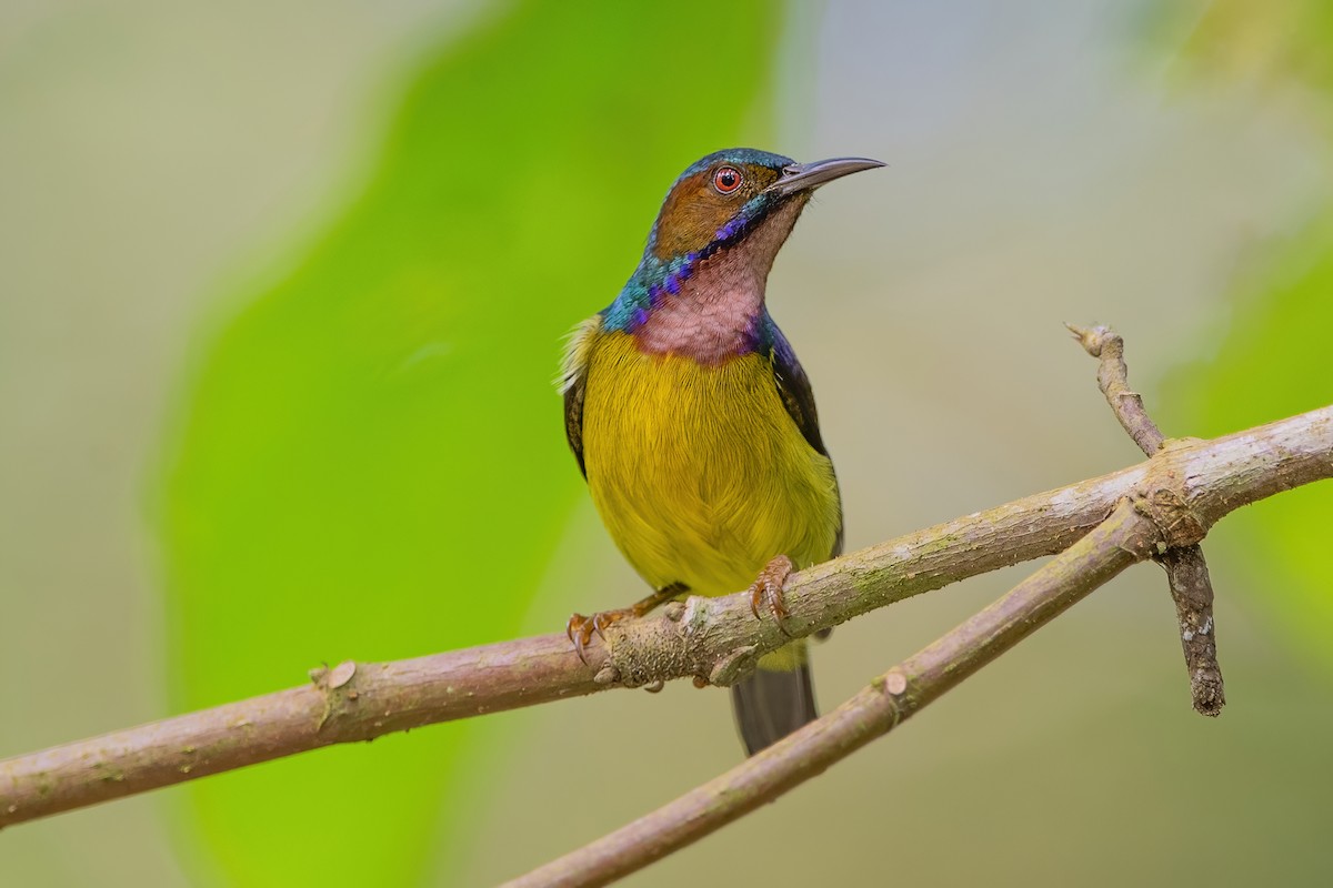 Brown-throated Sunbird - Ngoc Sam Thuong Dang