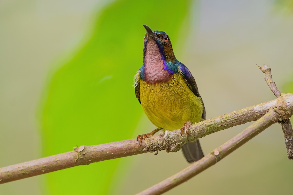 Brown-throated Sunbird - Ngoc Sam Thuong Dang