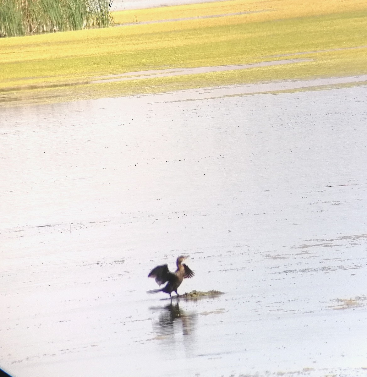 Pygmy Cormorant - ML361886071