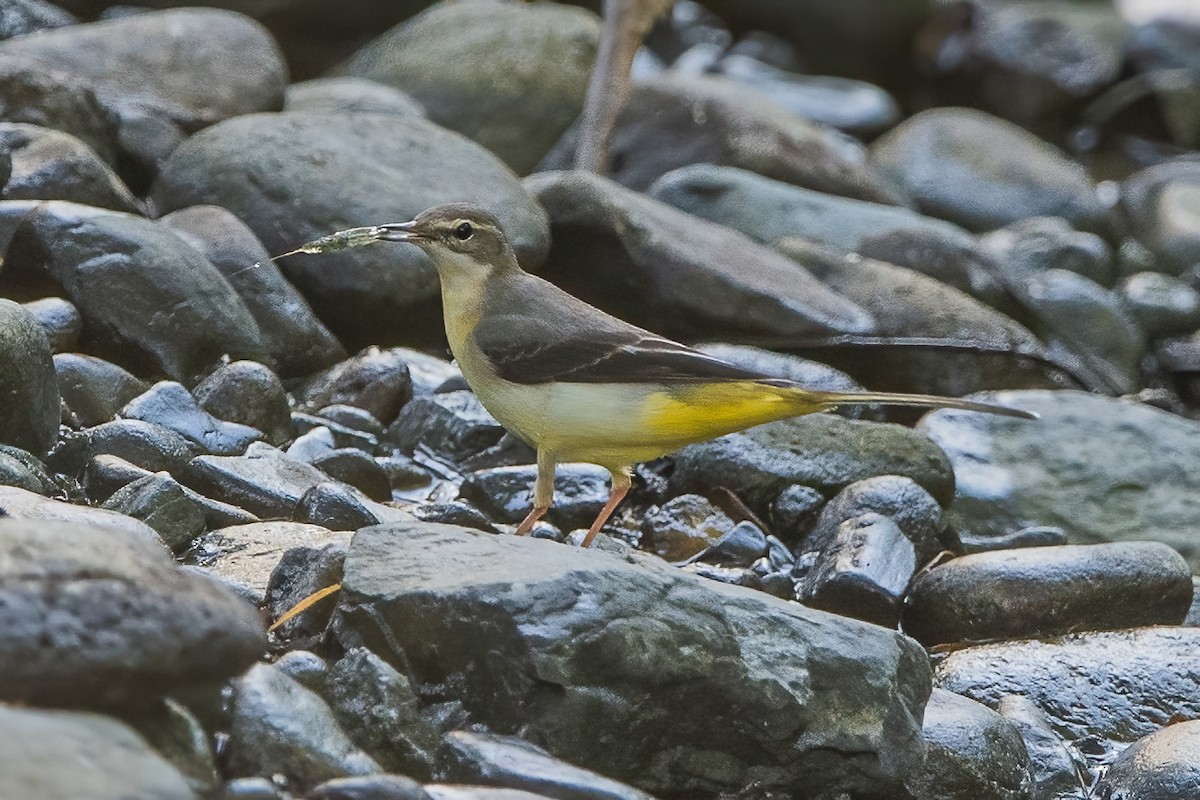 Gray Wagtail - ML361887211