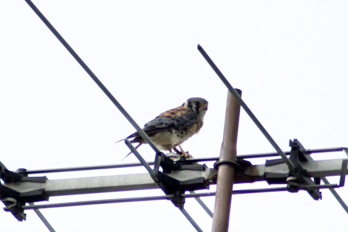 American Kestrel - ML361887301