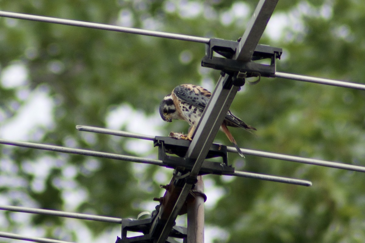 American Kestrel - ML361887311