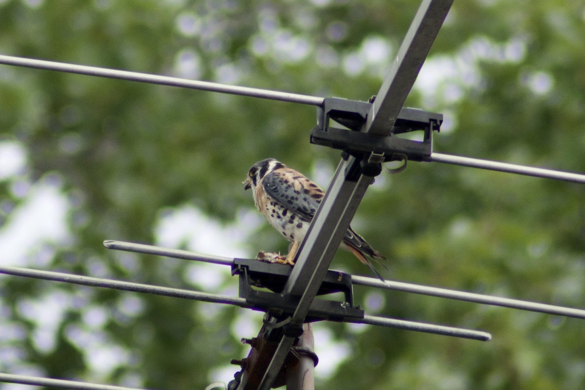 American Kestrel - ML361887321