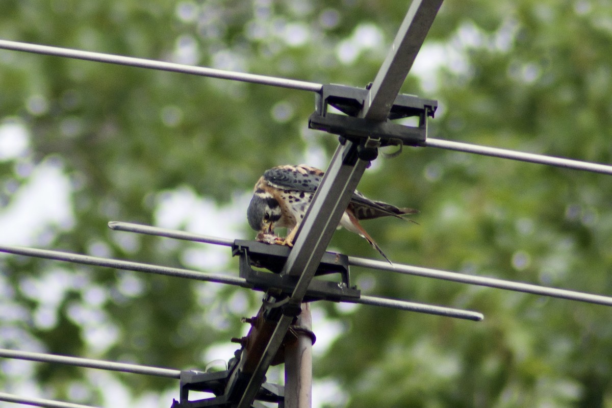American Kestrel - ML361887331