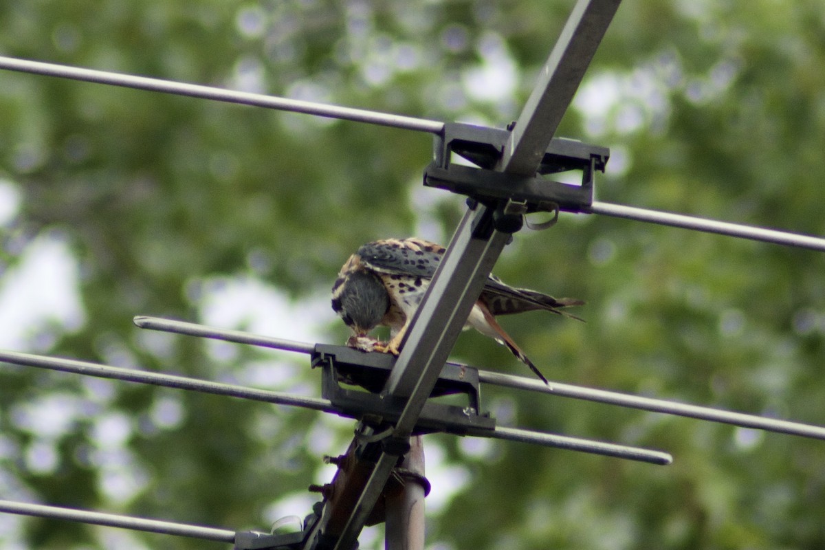 American Kestrel - ML361887341