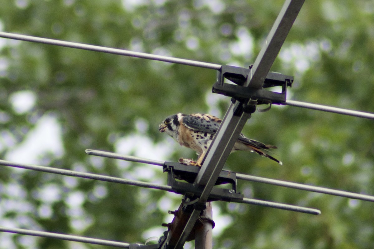 American Kestrel - ML361887351