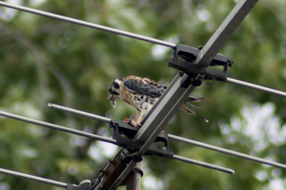 American Kestrel - ML361887361