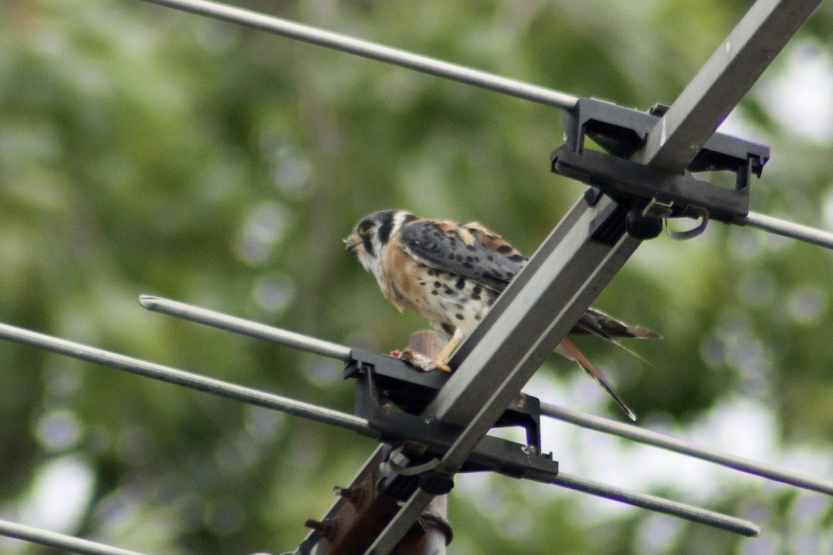 American Kestrel - ML361887381