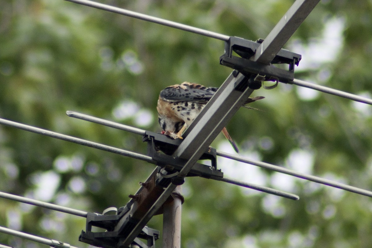 American Kestrel - ML361887391
