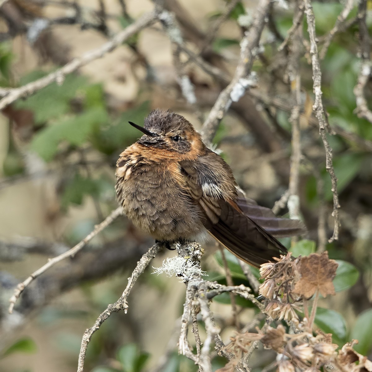 Colibri de Castelnau - ML36188801