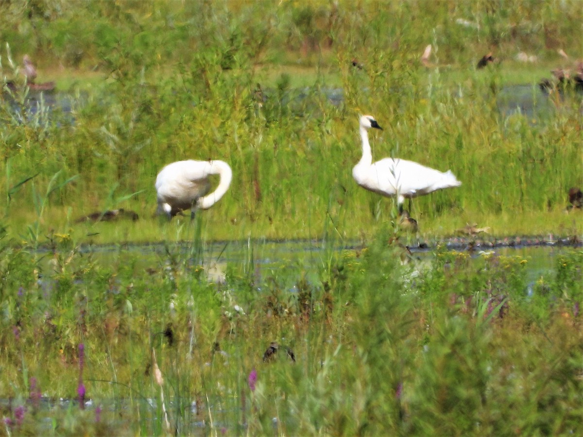 Trumpeter Swan - ML361888371