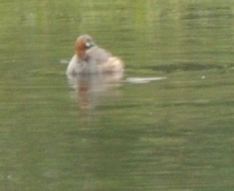 Little Grebe - ML361888431