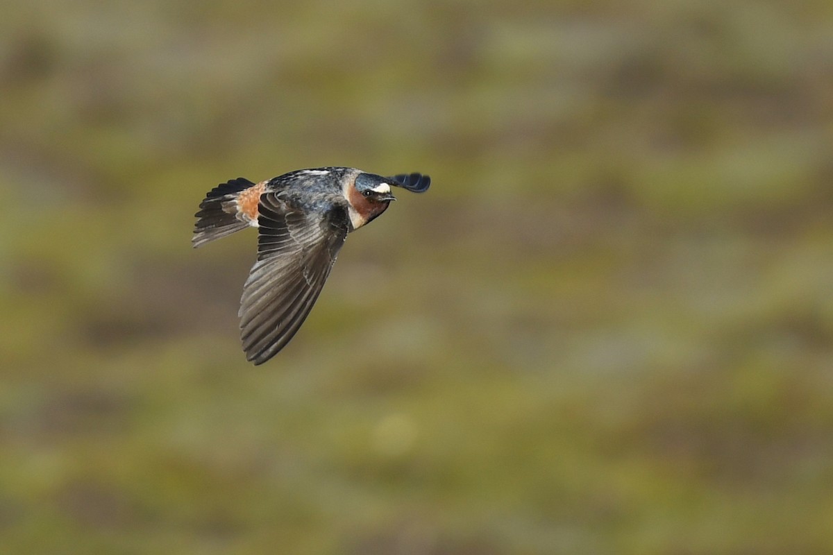 Cliff Swallow - Jonathan Irons