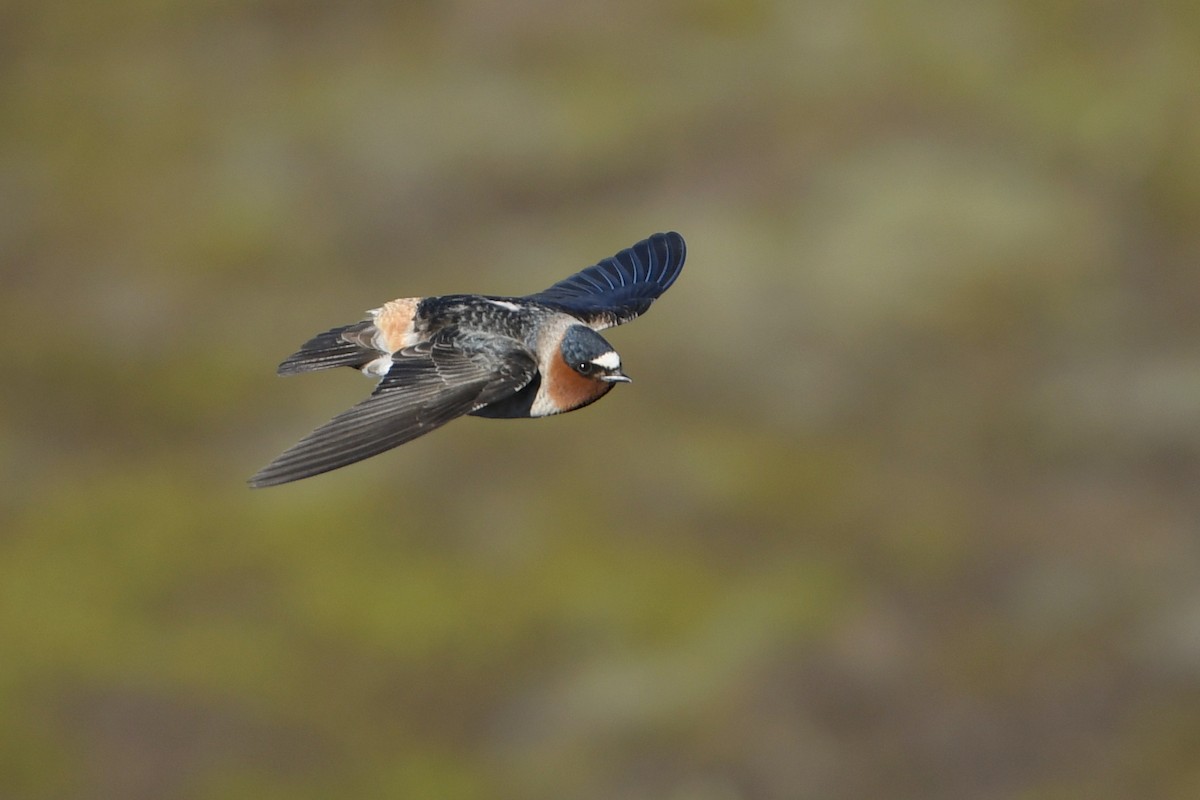 Cliff Swallow - Jonathan Irons