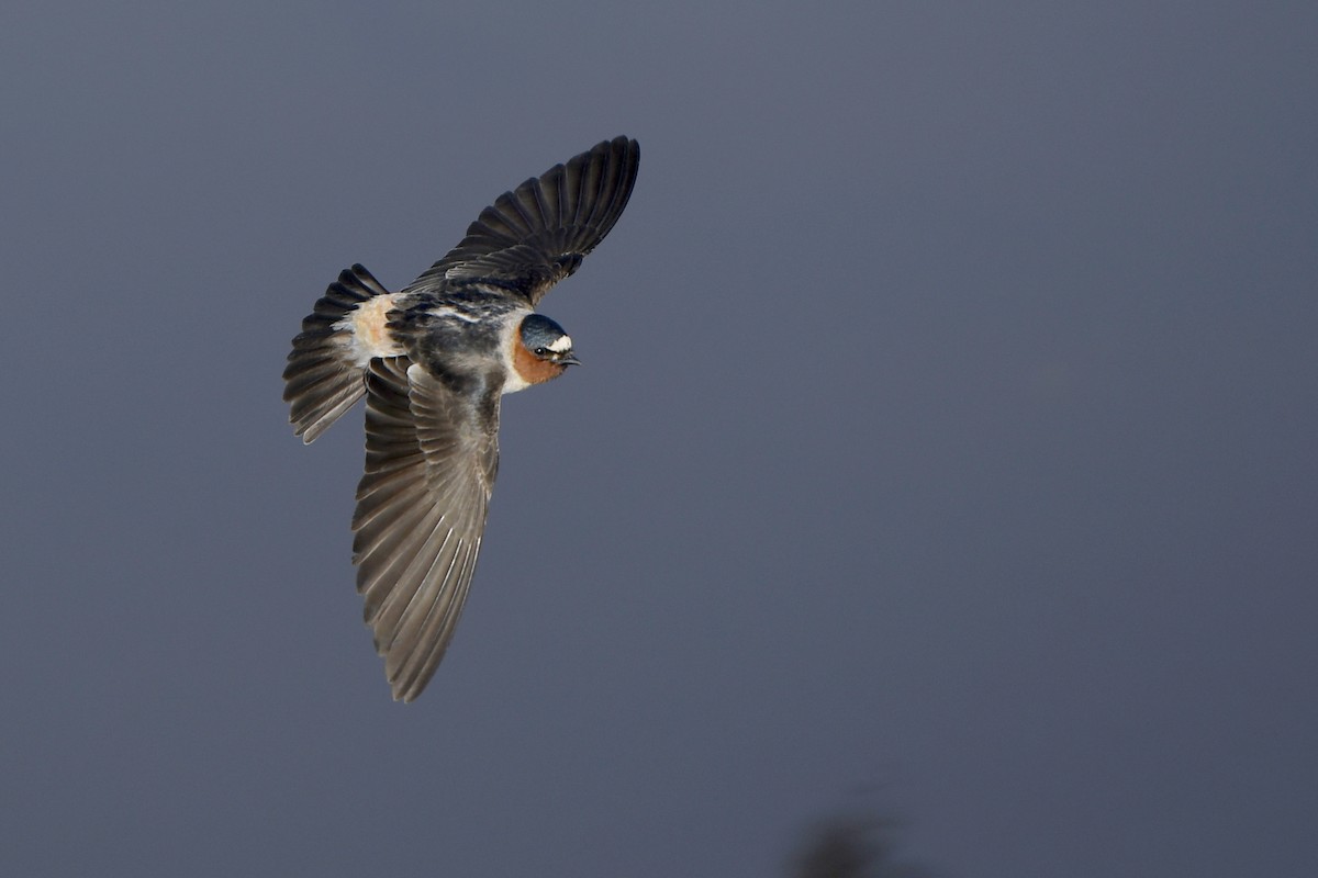 Cliff Swallow - ML361892981