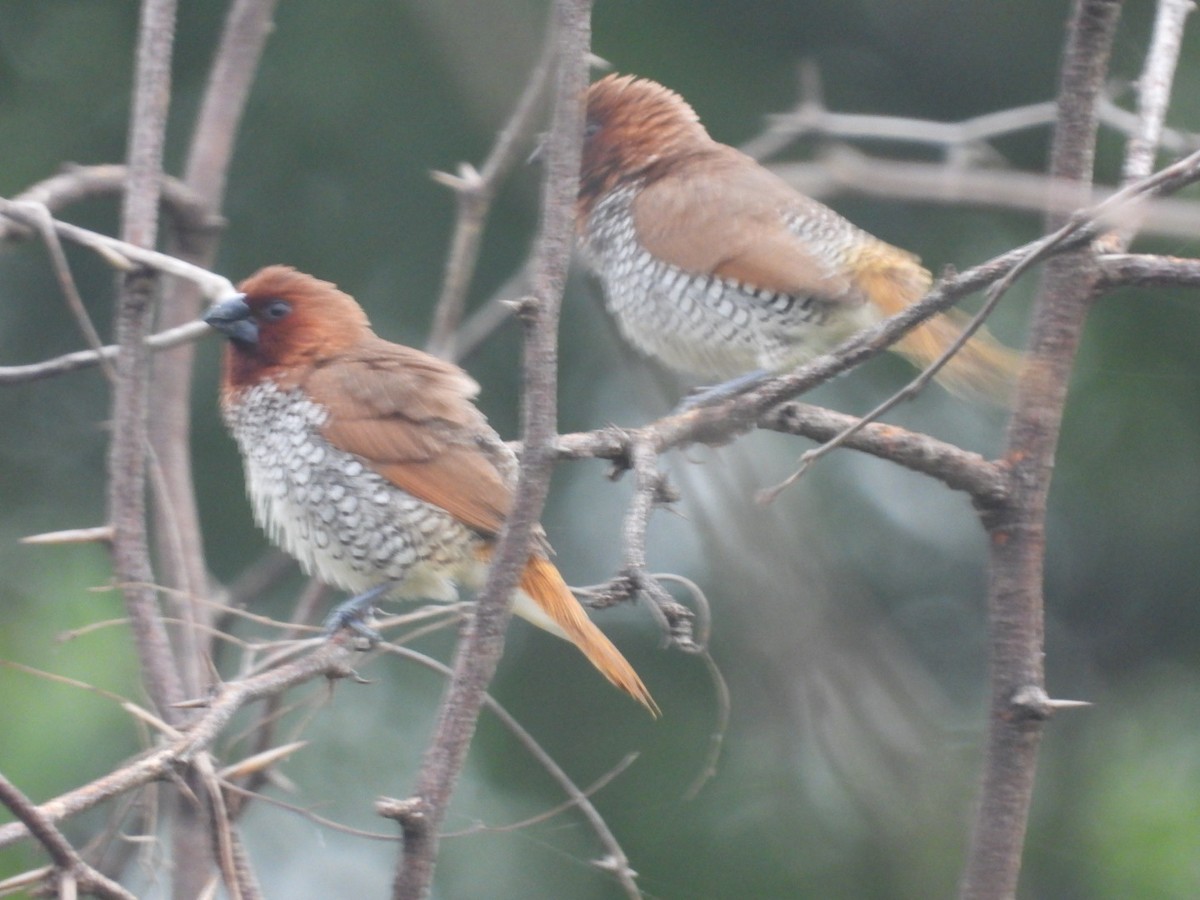 Scaly-breasted Munia - ML361893081