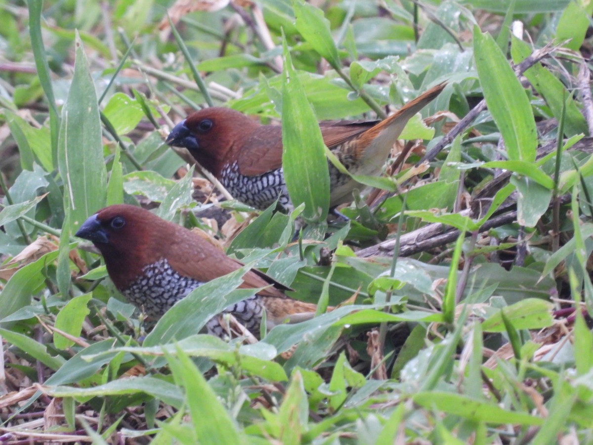 Scaly-breasted Munia - ML361893091