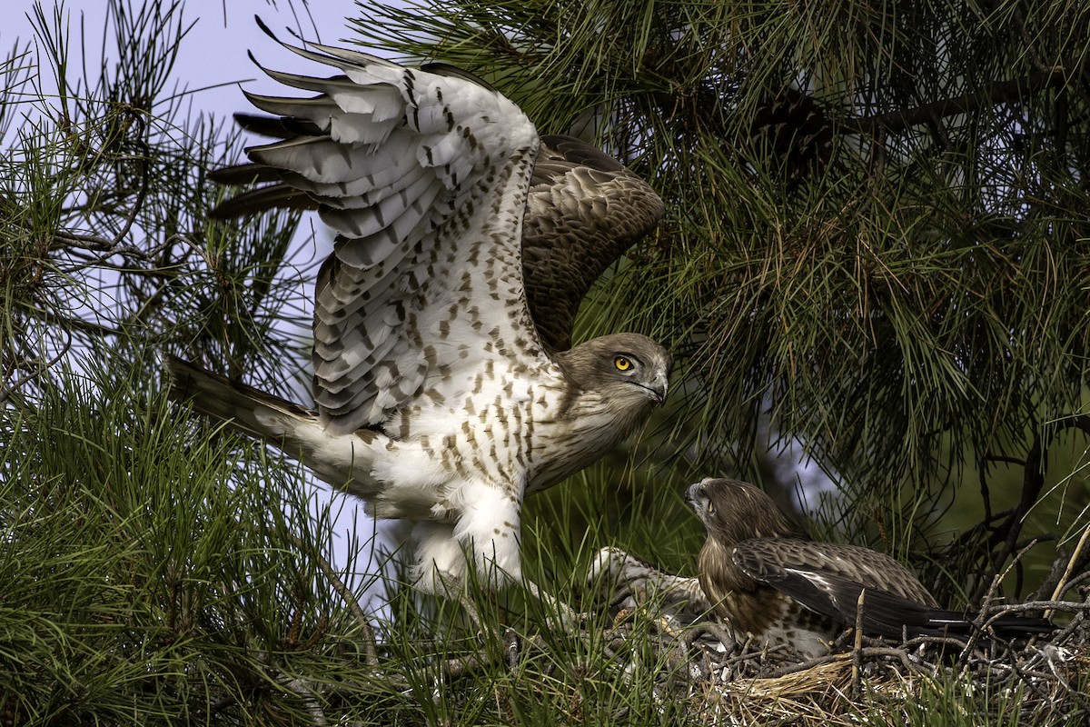 Short-toed Snake-Eagle - ML361893721