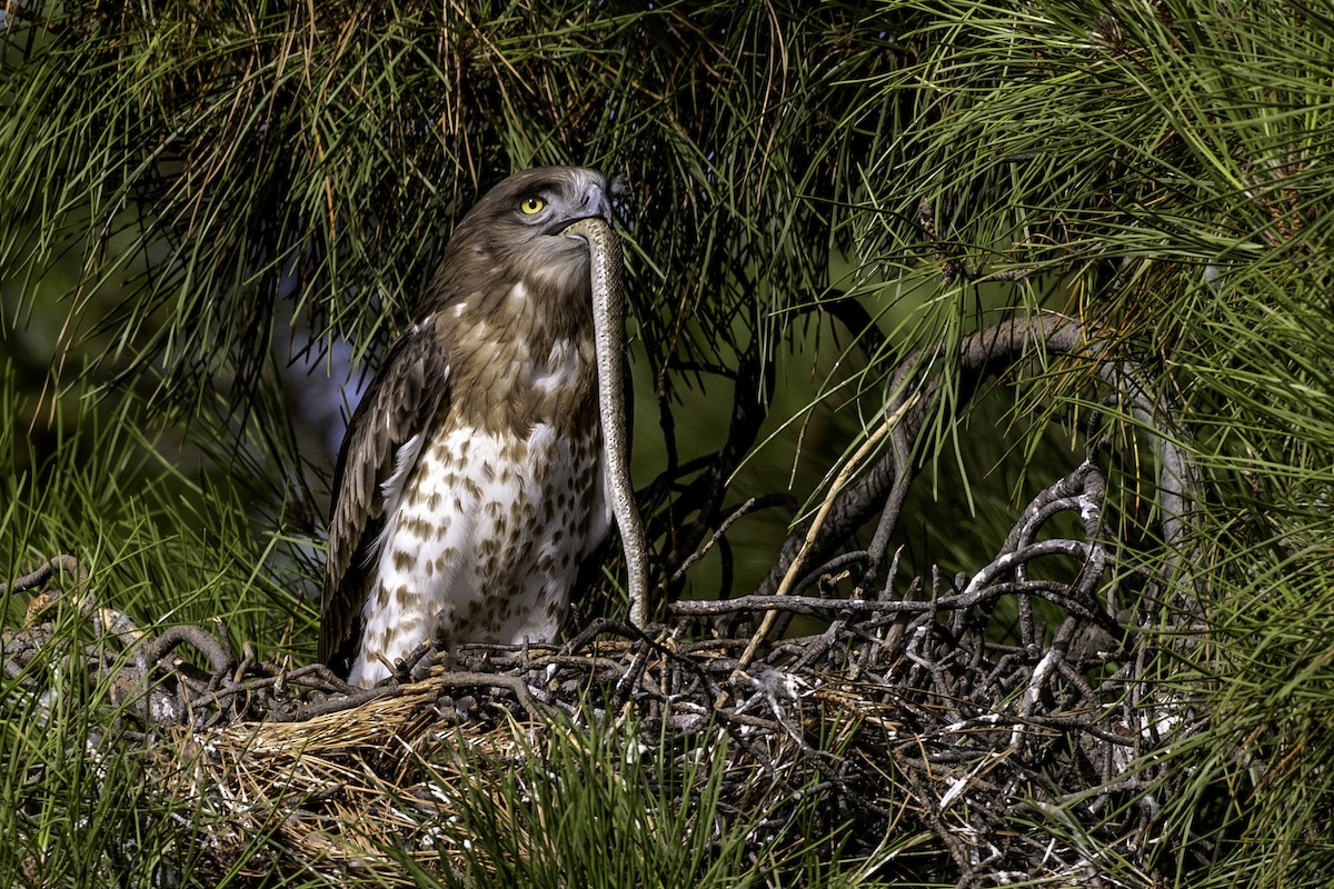 Short-toed Snake-Eagle - ML361893731