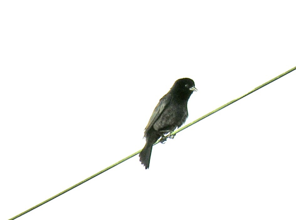 Shiny Cowbird - Jim Goehring