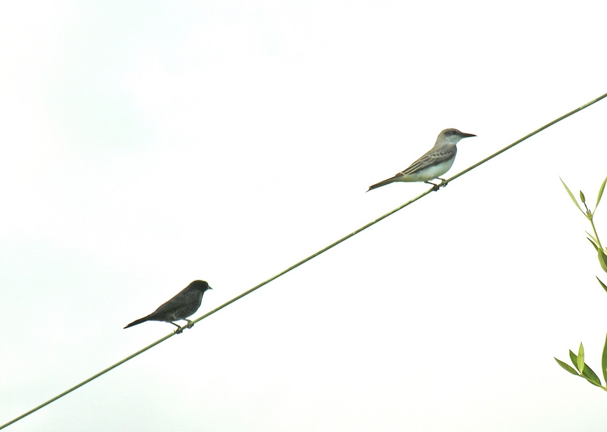 Shiny Cowbird - Jim Goehring