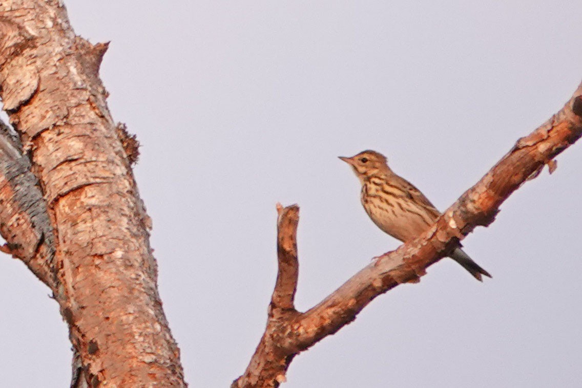 Wood Lark - ML361894411