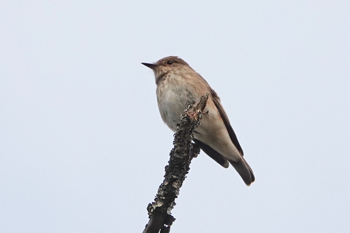 Spotted Flycatcher - ML361894641