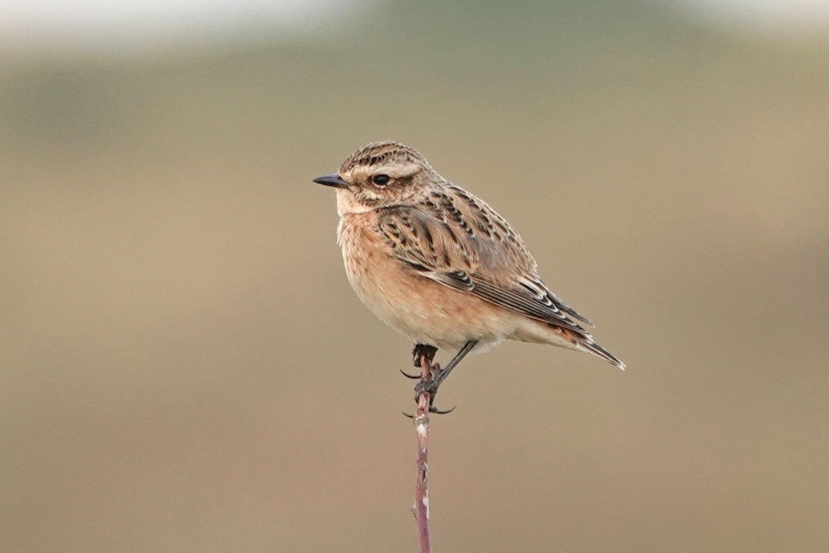 Whinchat - ML361894671