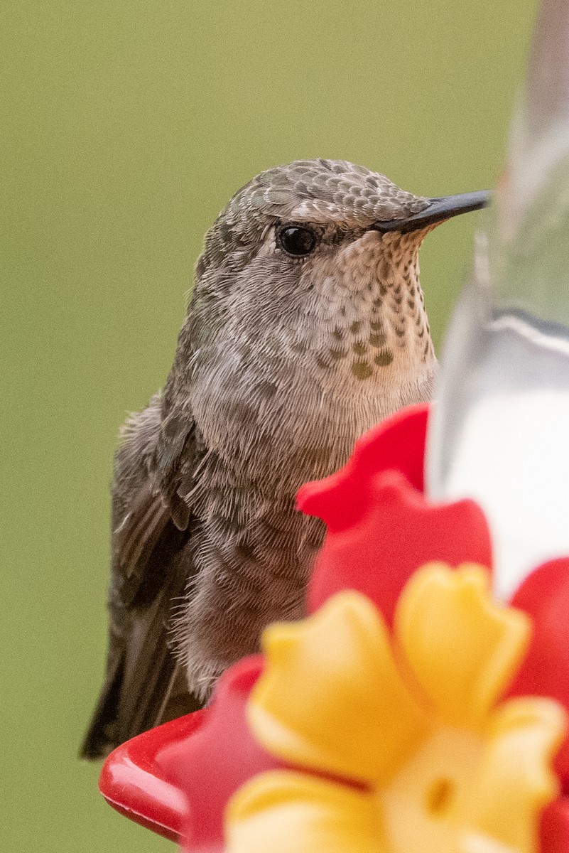 Anna's Hummingbird - ML361895261