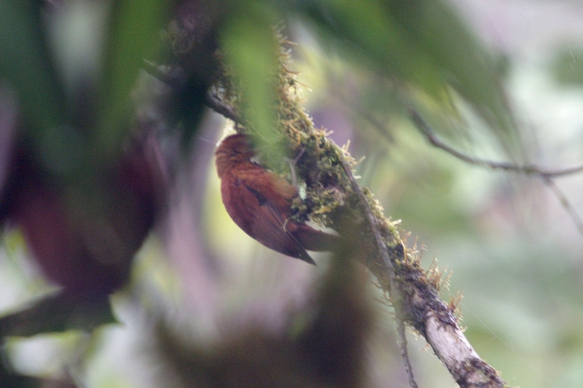 Fulvous-dotted Treerunner - ML361896291