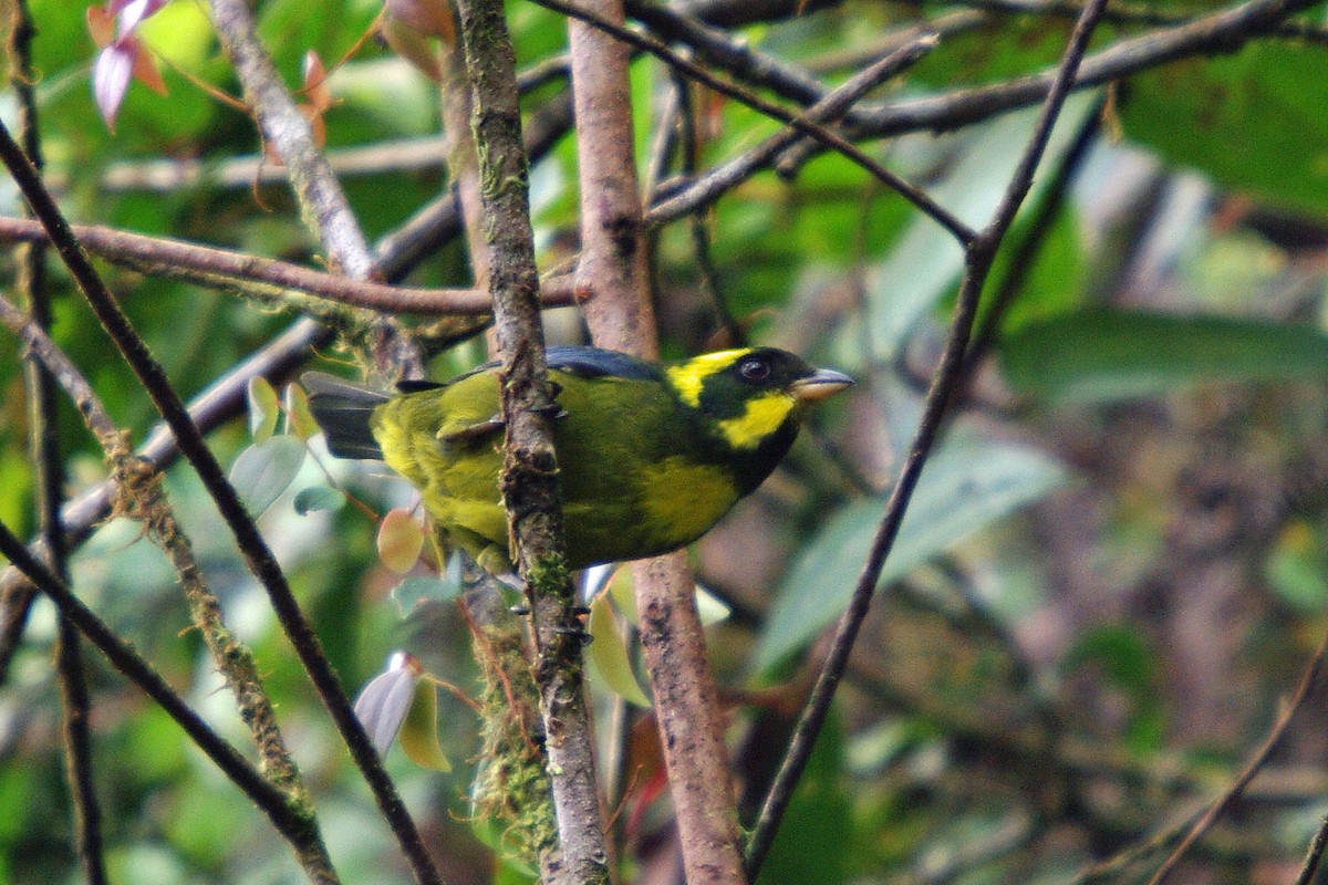 Gold-ringed Tanager - ML361897021