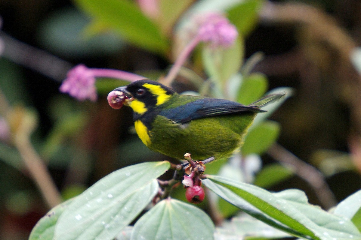 Gold-ringed Tanager - ML361897031