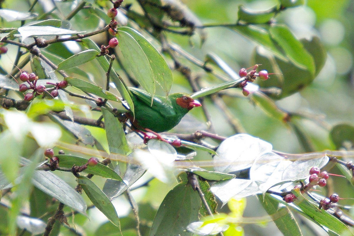 Grass-green Tanager - ML361897081